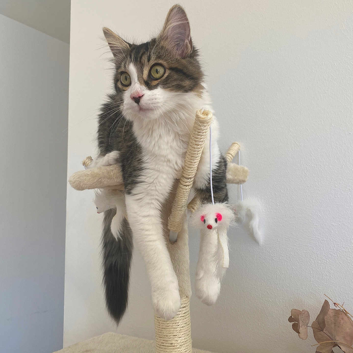 Shelby a rejoint le concours — aidez-le/la à gagner de superbes lots ! animal, beige, cat, claws, curious, ears, fur, furniture, home, indoor, looking_away, paw, perched, pet, playful, scratching_post, tail, toy, whiskers, white