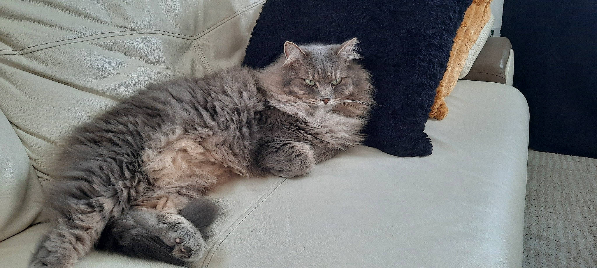 Flocon a rejoint le concours — aidez-le/la à gagner de superbes lots ! bed, carnivore, cat, claw, comfort, couch, domestic_short_haired_cat, eye, felidae, fur, grey, maine_coon, nap, paw, plant, small_to_medium_sized_cats, snout, tail, terrestrial_animal, whiskers