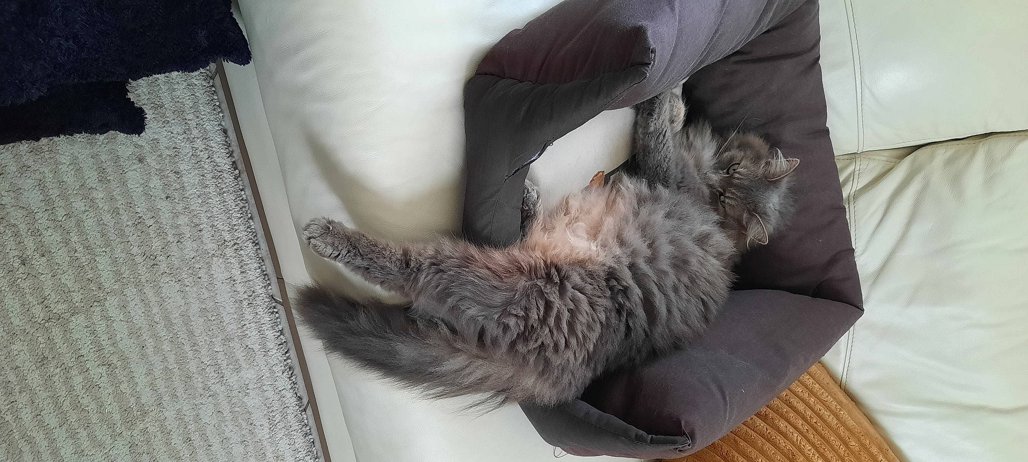 Flocon a rejoint le concours — aidez-le/la à gagner de superbes lots ! canidae, carnivore, cat, claw, comfort, dog_breed, domestic_short_haired_cat, felidae, flooring, fur, grey, human_leg, linens, nap, paw, small_to_medium_sized_cats, sporting_group, tail, whiskers, wood