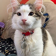 Goose is registered to the contest to win money with this photo: abyssinian, accessories, angora, animal, canine, cat, collar, couch, cushion, dog, furniture, homedecor, husky, jewelry, kitten, manx, necklace, pet, siamese, strap