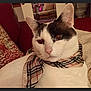 Ice participe au concours pour gagner de l'argent avec cette photo : cat, indoor, scarf, white_cat, black_markings, couch, cushion, pet, animal, domestic, cozy, relaxed, portrait, feline, whiskers, ears, face, fur, resting, fashion_accessory
