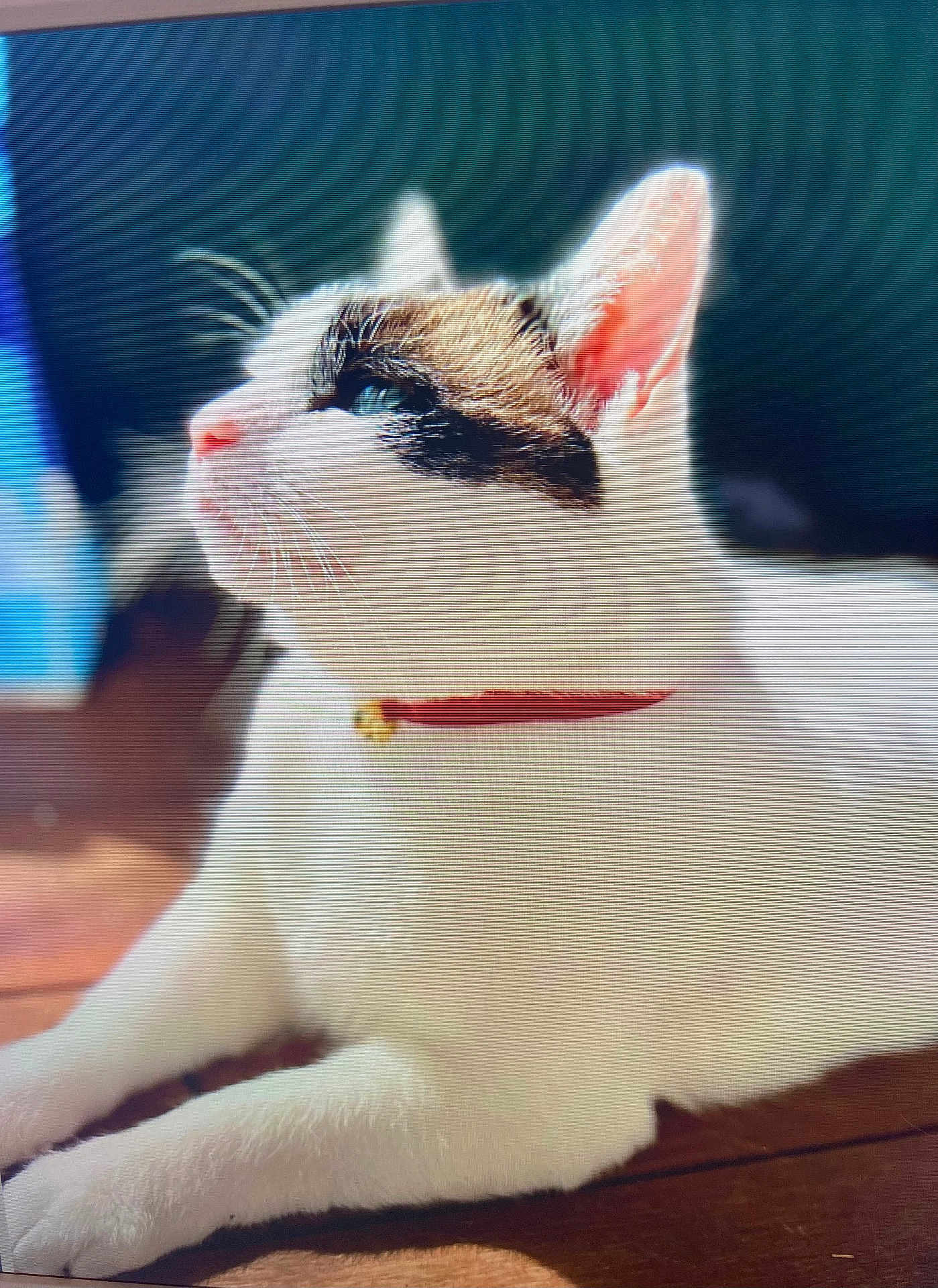 Ice participe au concours pour gagner de l'argent avec cette photo : cat, white_cat, collar, bell, pet, animal, feline, relaxed, indoor, wooden_floor, side_view, ears, whiskers, fur, domestic_animal, close_up, sunlight, looking_away, alert, portrait