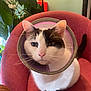 cat, protective_cone, chair, indoor, pet, animal, white_cat, black_markings, feline, whiskers, ears, pink_nose, plant, leaf, red_furniture, fur, domestic_cat, sitting, looking, closeup