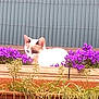 Ice participe au concours pour gagner de l'argent avec cette photo : cat, flower, planter, purple_flower, greenery, outdoor, pet, feline, nature, plant, garden, animal, fur, resting, leaf, colorful, background, closeup, summer, peaceful