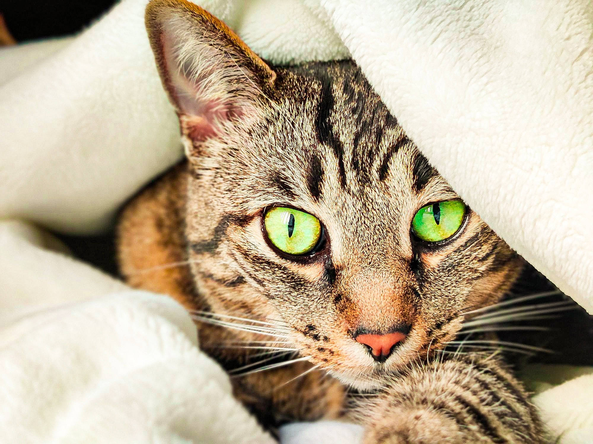 Raisin is registered to the contest to win money with this photo: carnivore, cat, claw, domestic_short_haired_cat, ear, felidae, fur, paw, small_to_medium_sized_cats, snout, whiskers, wildlife