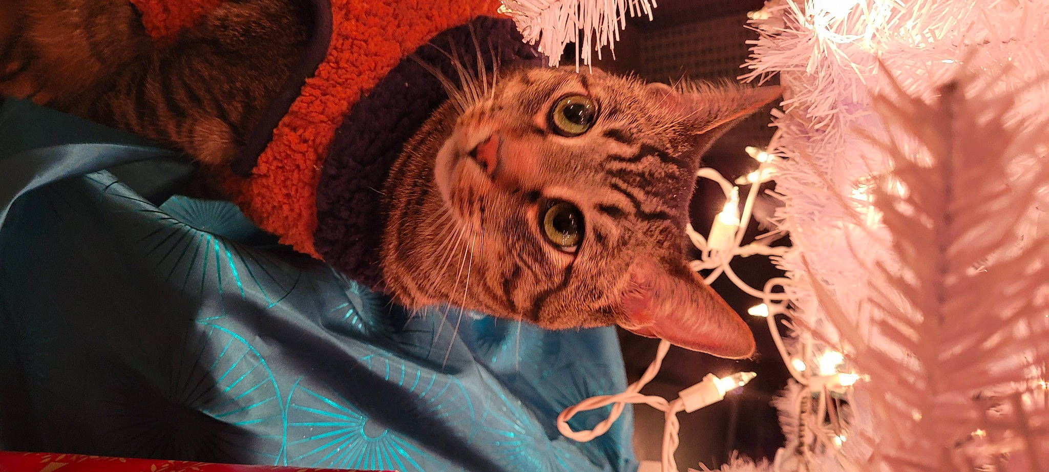 Raisin is registered to the contest to win money with this photo: art, carnivore, cat, eye, fang, felidae, fur, head, jaw, metal, organism, plant, sculpture, small_to_medium_sized_cats, snout, terrestrial_animal, toy, whiskers, wildlife, window