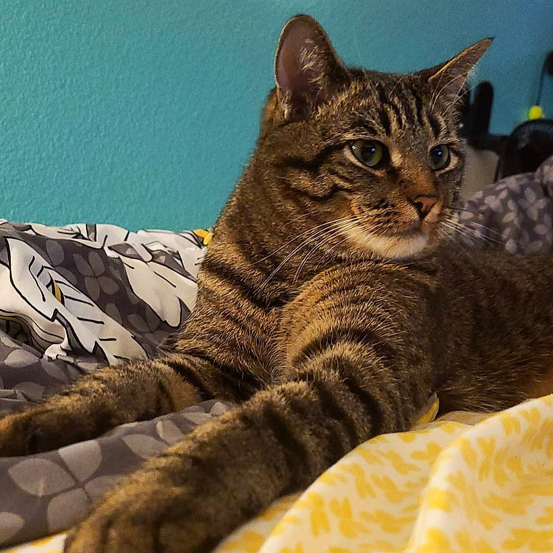 Raisin is registered to the contest to win money with this photo: carnivore, cat, comfort, domestic_short_haired_cat, eye, felidae, fur, grass, head, paw, sitting, small_to_medium_sized_cats, snout, tail, terrestrial_animal, tree, whiskers, wildlife