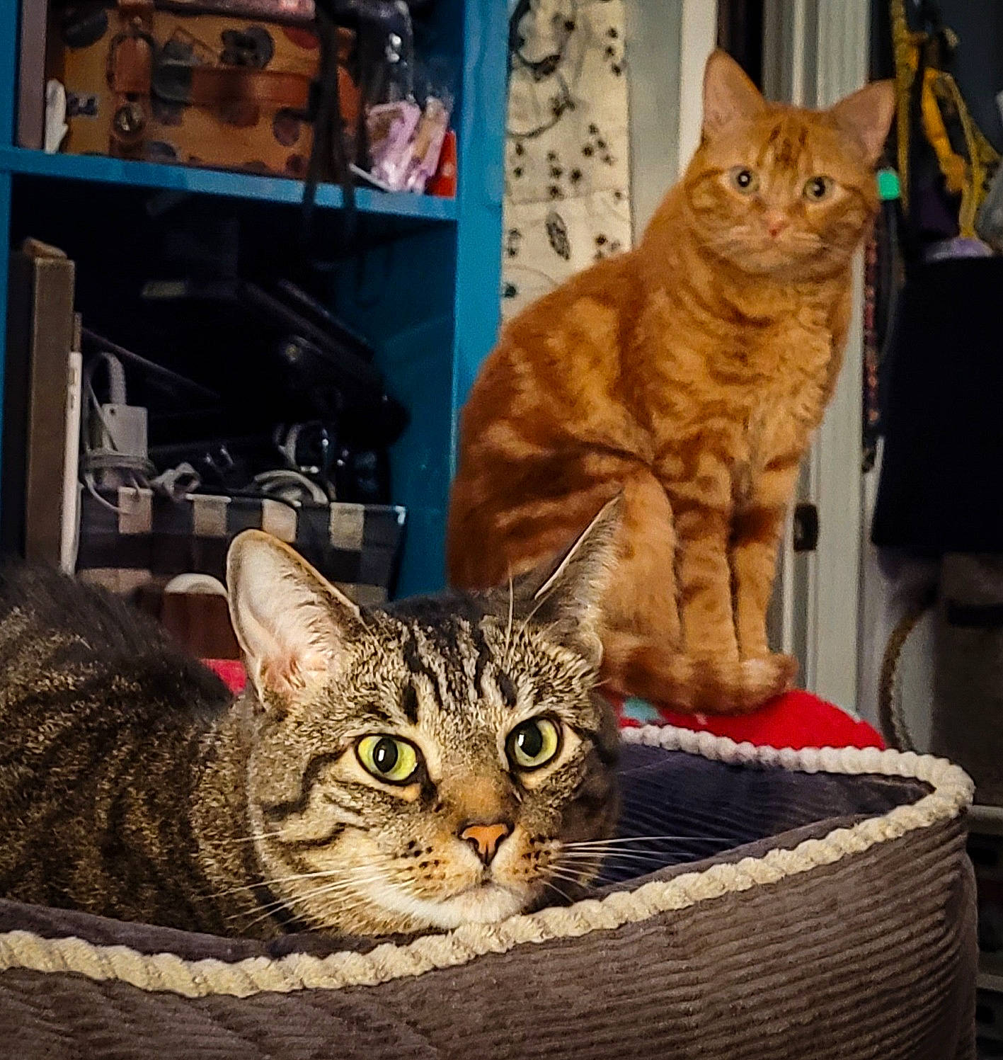 Raisin joined the competition — help win amazing prizes! basket, carnivore, cat, cat_supply, comfort, domestic_short_haired_cat, felidae, fur, pet_supply, small_to_medium_sized_cats, snout, tail, terrestrial_animal, tree, whiskers, wicker, wildlife