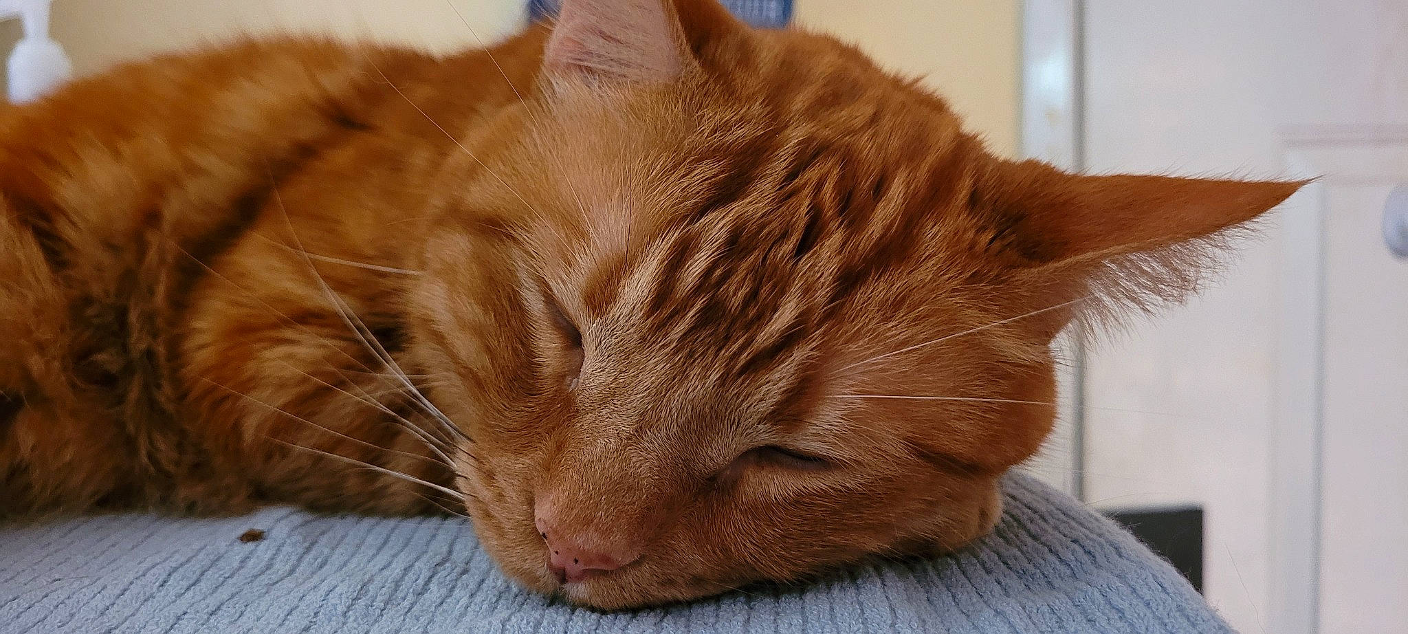 Kipper is registered to the contest to win money with this photo: carnivore, cat, cat_supply, claw, comfort, domestic_short_haired_cat, fawn, felidae, fur, nap, paw, sleep, small_to_medium_sized_cats, snout, tail, terrestrial_animal, whiskers, wood