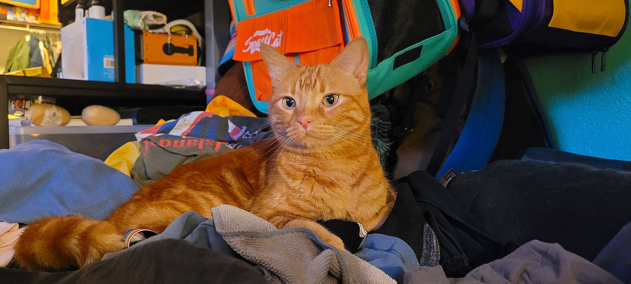 Kipper joined the competition — help win amazing prizes! bag, carnivore, cat, chair, claw, comfort, domestic_short_haired_cat, electric_blue, fawn, felidae, fur, lap, luggage_and_bags, orange, paw, small_to_medium_sized_cats, tail, whiskers
