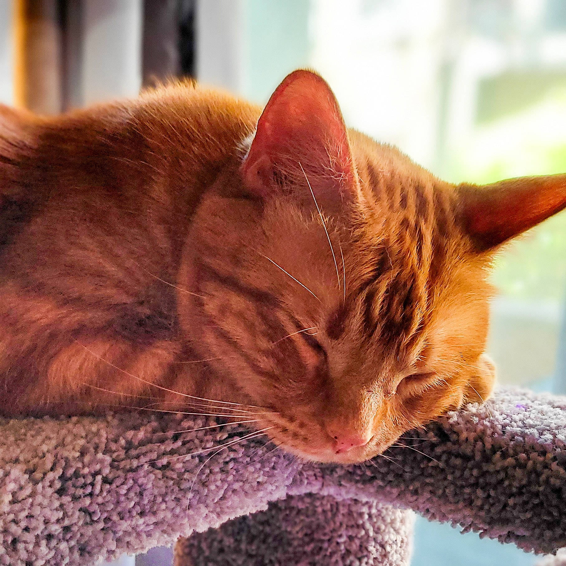 Kipper is registered to the contest to win money with this photo: carnivore, cat, cat_supply, claw, close_up, comfort, domestic_short_haired_cat, eye, fawn, felidae, fur, leg, paw, small_to_medium_sized_cats, snout, tail, tree, whiskers, window, wood