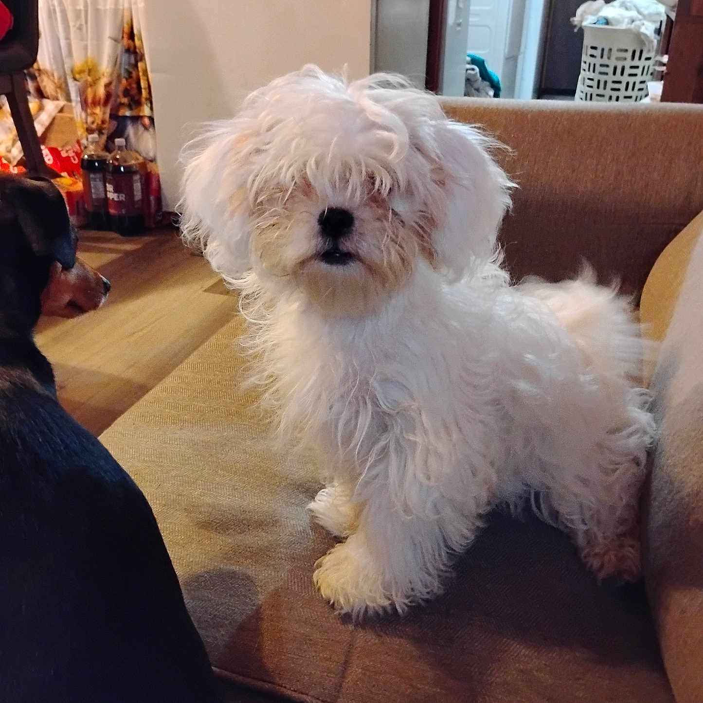Yeti