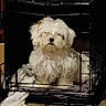 Yeti joined the competition — help win amazing prizes! dog, crate, blanket, pet, indoor, furry, white_dog, cage, animal, canine, resting, fur, domestic_animal, floor, quiet, small_dog, home, comfort, sleepy, cuddly