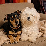 Yeti is registered to the contest to win money with this photo: dog, pet, couch, blanket, indoor, fur, cute, animal, companion, friendship, relaxing, portrait, two_dogs, black_and_tan, white_fur, fluffy, domestic_animal, cozy, looking, close_up