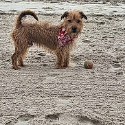 Vega participe au concours pour gagner de l'argent avec cette photo : dog, beach, sand, tennis_ball, bandana, animal, pet, outdoor, water, person, playing, fetch, fur, canine, nature, summer, vacation, walking, recreation, fun