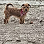 dog, beach, sand, tennis_ball, bandana, animal, pet, outdoor, water, person, playing, fetch, fur, canine, nature, summer, vacation, walking, recreation, fun