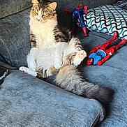 Zaytoun joined the competition — help win amazing prizes! cat, fluffy, couch, gray, indoor, relaxed, sitting, pet, fur, toy, spiderman, action_figure, plush, home, cozy, animal, feline, paws, tail, domestic