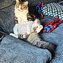 cat, fluffy, couch, gray, indoor, relaxed, sitting, pet, fur, toy, spiderman, action_figure, plush, home, cozy, animal, feline, paws, tail, domestic