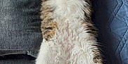 Zaytoun is registered to the contest to win money with this photo: cat, fluffy, relaxed, sleeping, couch, pillow, indoor, pet, fur, whiskers, paw, tail, striped, white, brown, grey, cozy, home, carpet, quilt