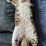 cat, fluffy, relaxed, sleeping, couch, pillow, indoor, pet, fur, whiskers, paw, tail, striped, white, brown, grey, cozy, home, carpet, quilt