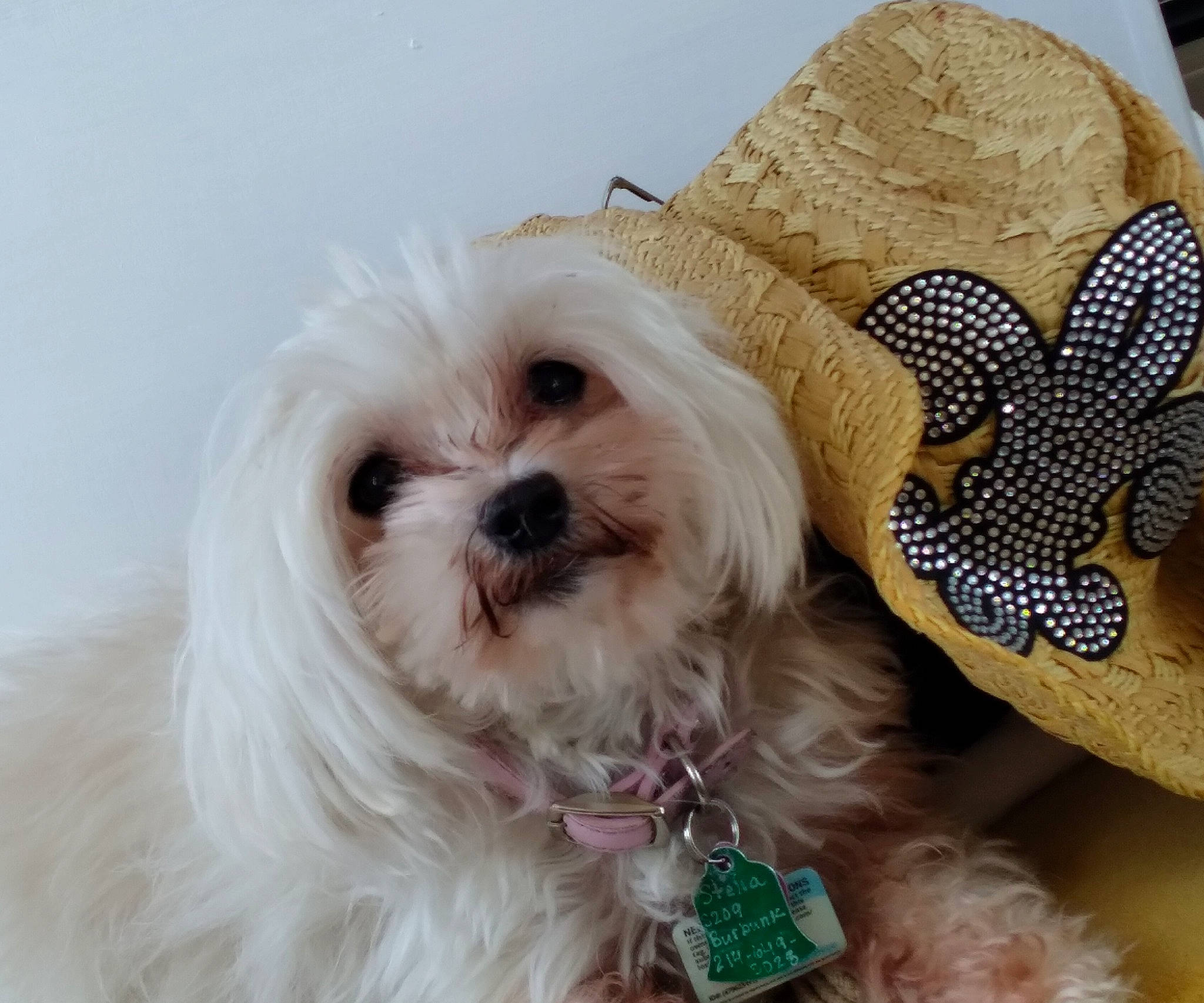 Stella is registered to the contest to win money with this photo: canidae, carnivore, companion_dog, dog, dog_breed, dog_supply, eyewear, fashion_accessory, fur, glasses, goggles, hat, maltepoo, plant, shih_tzu, snout, sporting_group, sunglasses, toy_dog, working_animal