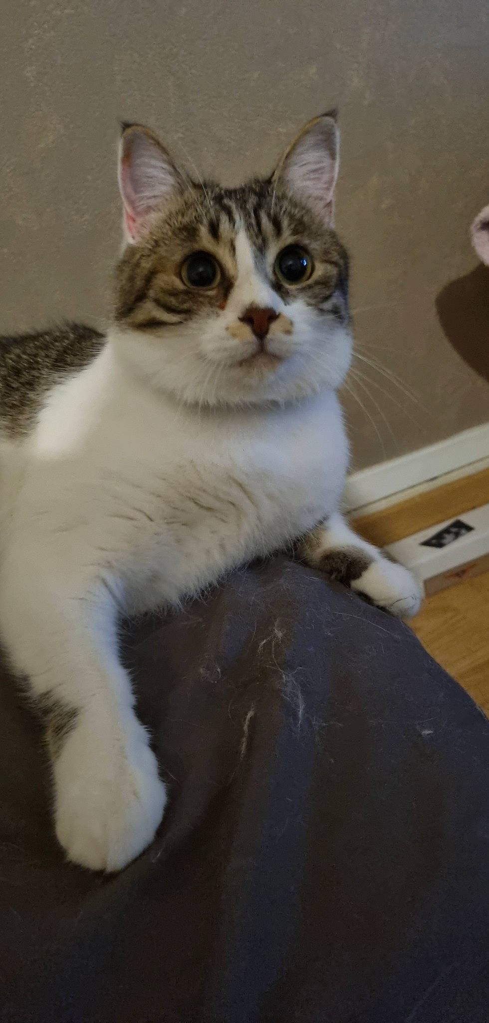 Nasa participe au concours pour gagner de l'argent avec cette photo : carnivore, cat, domestic_short_haired_cat, felidae, fur, paw, small_to_medium_sized_cats, tail, terrestrial_animal, whiskers, window