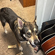 Nala joined the competition — help win amazing prizes! dog, carpet, bones, door, guitar, wooden_dresser, chair, indoor, pet, animal, furniture, looking_up, ears_up, curious, home, floor, room, black_brown_dog, door_handle, musical_instrument