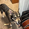 dog, carpet, bones, door, guitar, wooden_dresser, chair, indoor, pet, animal, furniture, looking_up, ears_up, curious, home, floor, room, black_brown_dog, door_handle, musical_instrument