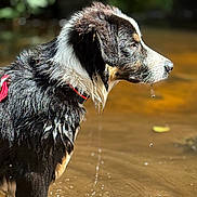 Hermes participe au concours pour gagner de l'argent avec cette photo : dog, wet, water, outdoor, animal, black_and_white, fur, collar, dripping, nature, river, side_view, pet, canine, mammal, standing, shallow_water, daylight, focus, profile