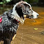 dog, wet, water, outdoor, animal, black_and_white, fur, collar, dripping, nature, river, side_view, pet, canine, mammal, standing, shallow_water, daylight, focus, profile