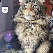 Oompa Loompa a rejoint le concours — aidez-le/la à gagner de superbes lots ! cat, tabby, fluffy, pet, animal, indoor, bed, cozy, furniture, plush_toy, koala, toy, fur, whiskers, ears, eyes, portrait, looking_away, domestic_animal, cute