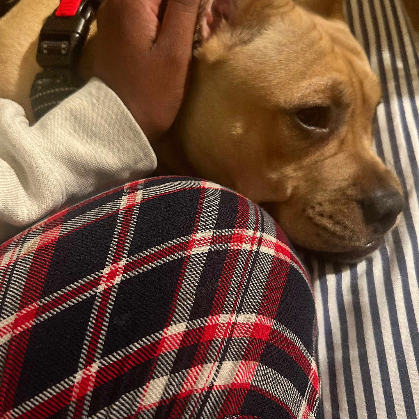 Mack is registered to the contest to win money with this photo: americanfootball, americanfootballball, animal, ball, blanket, bodypart, bulldog, canine, couch, dog, finger, football, frenchbulldog, furniture, hand, homedecor, person, pet, puppy, sport