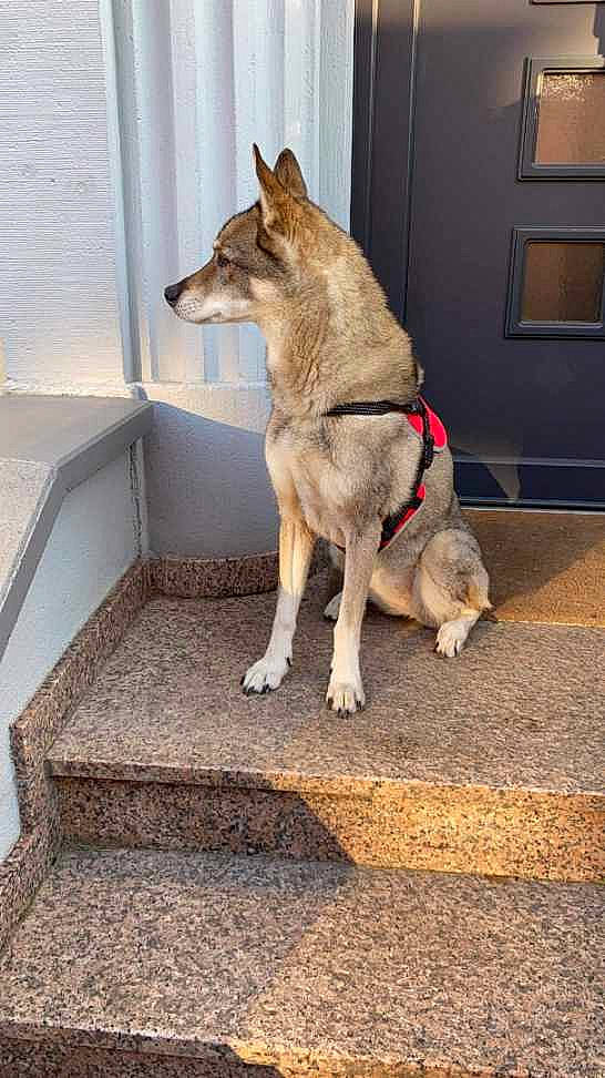 Cheyenne a rejoint le concours — aidez-le/la à gagner de superbes lots ! canidae, canis, carnivore, companion_dog, dog, dog_breed, east_european_shepherd, fawn, flooring, fur, pet_supply, picture_frame, road_surface, siberian_husky, sled_dog, sporting_group, tail, wood, working_animal, working_dog