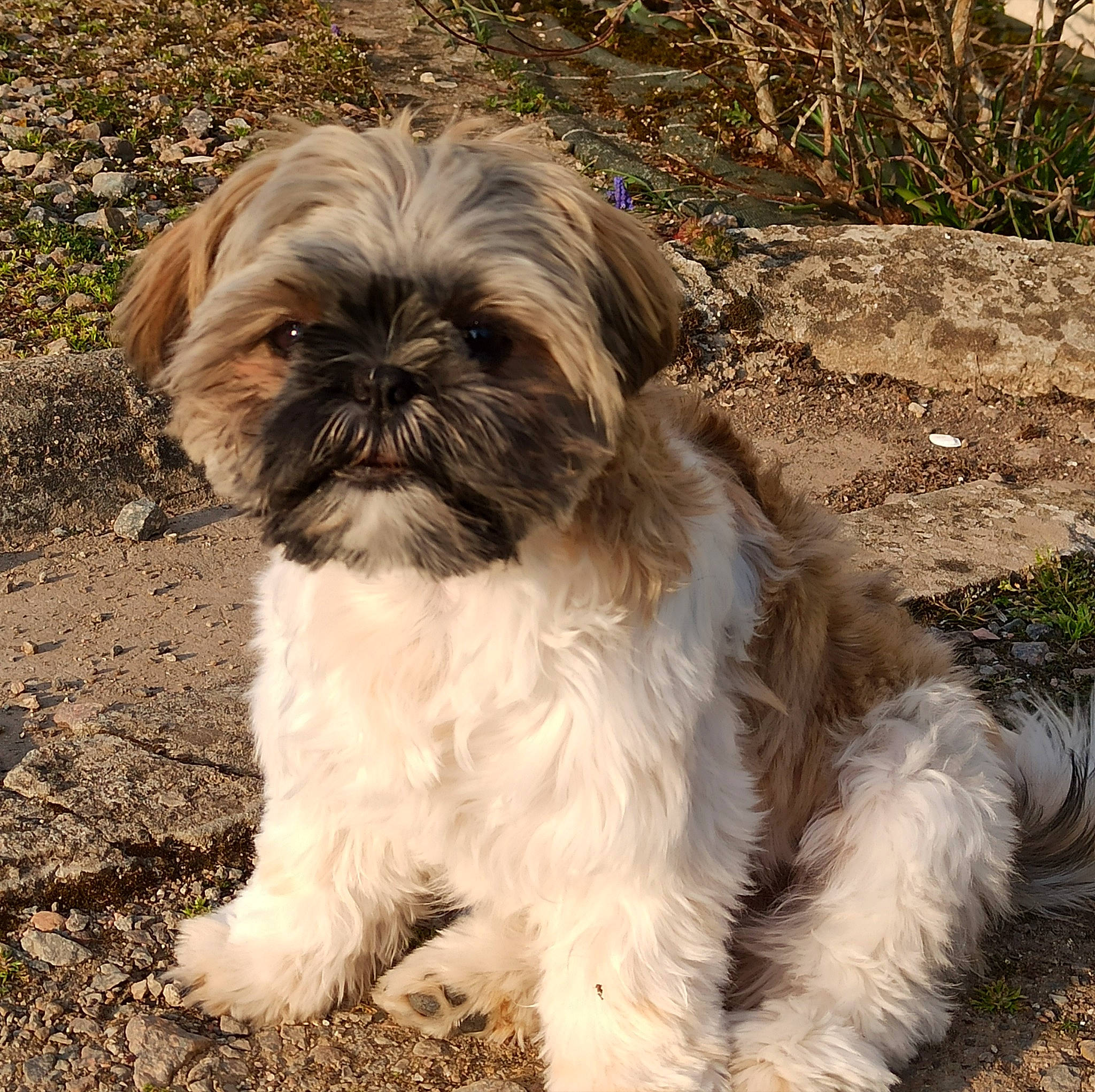 Roxy participe au concours pour gagner de l'argent avec cette photo : canidae, carnivore, companion_dog, dog, dog_breed, fawn, fur, grass, hair, head, liver, maltepoo, plant, shih_tzu, snout, sporting_group, terrestrial_animal, terrier, toy_dog, working_animal