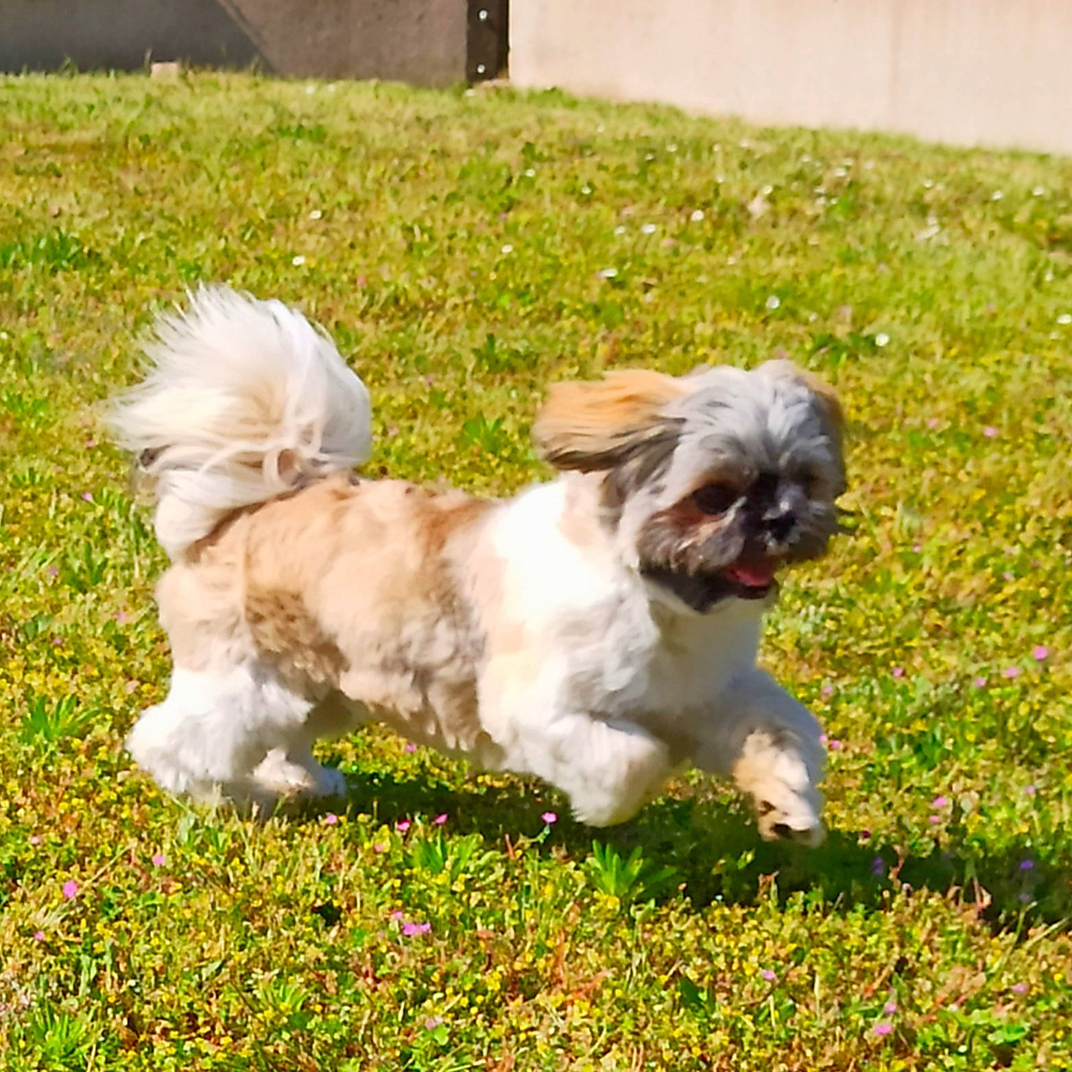Roxy participe au concours pour gagner de l'argent avec cette photo : canidae, carnivore, companion_dog, dog, dog_breed, fawn, fur, grass, liver, maltepoo, non_sporting_group, plant, shih_tzu, snout, sporting_group, tail, terrestrial_animal, terrier, toy_dog, working_animal