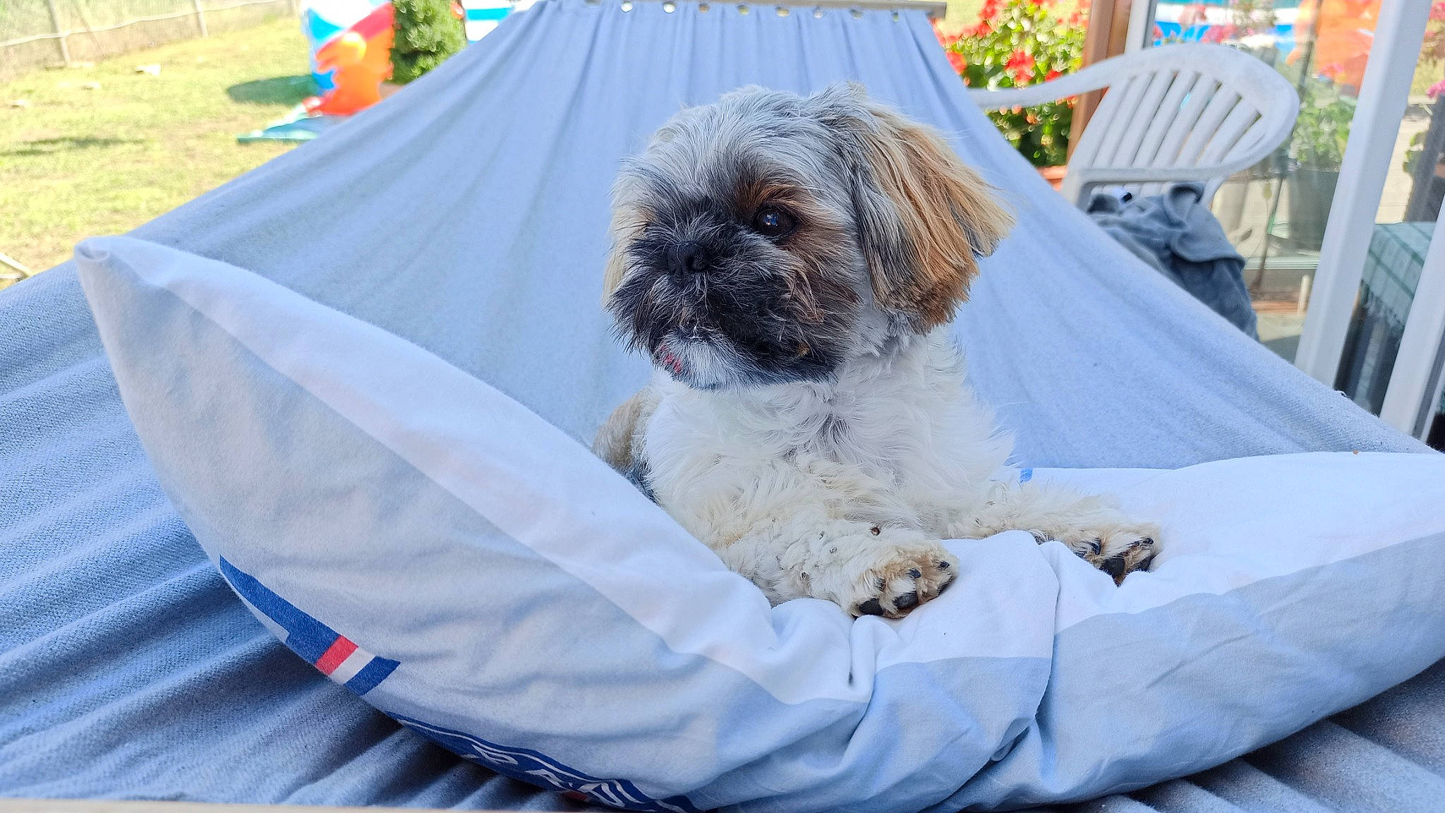 Roxy participe au concours pour gagner de l'argent avec cette photo : blue, canidae, carnivore, chair, companion_dog, dog, dog_breed, fawn, fur, liver, mal_shi, maltepoo, natural_material, outdoor_furniture, plant, shih_tzu, snout, sporting_group, toy_dog, working_animal