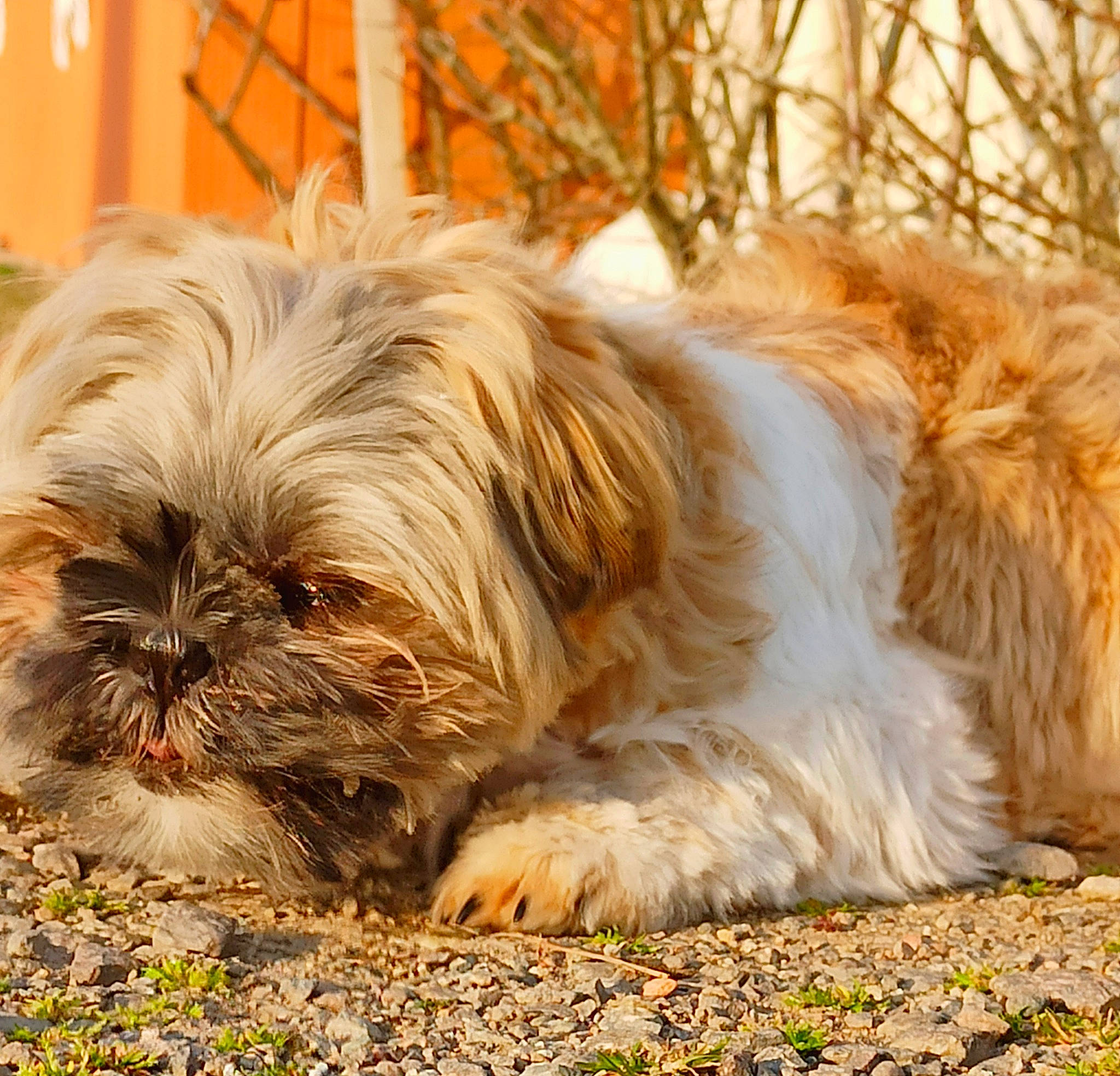 Roxy a rejoint le concours — aidez-le/la à gagner de superbes lots ! canidae, carnivore, comfort, companion_dog, dog, dog_breed, fawn, fur, grass, liver, mal_shi, shih_poo, shih_tzu, small_terrier, snout, sporting_group, terrestrial_animal, terrier, toy_dog, working_animal