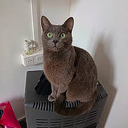 Nala a rejoint le concours — aidez-le/la à gagner de superbes lots ! appliance, cat, close_up, curious, domestic_animal, ears, feline, fur, green_eyes, grey_cat, heater, indoor, looking_at_camera, pet, portrait, power_outlet, shadow, sitting, wall, whiskers