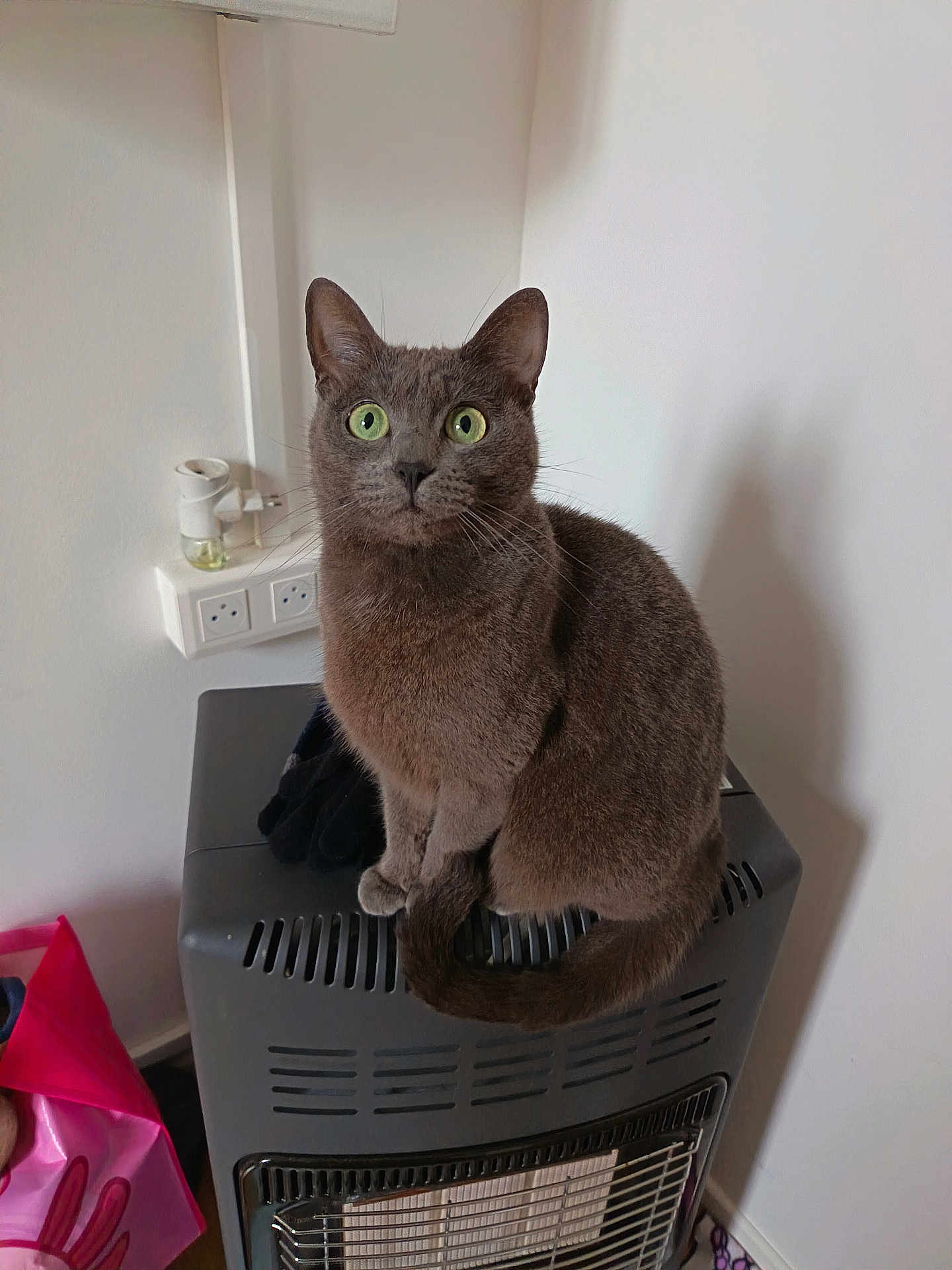 Nala a rejoint le concours — aidez-le/la à gagner de superbes lots ! appliance, cat, close_up, curious, domestic_animal, ears, feline, fur, green_eyes, grey_cat, heater, indoor, looking_at_camera, pet, portrait, power_outlet, shadow, sitting, wall, whiskers