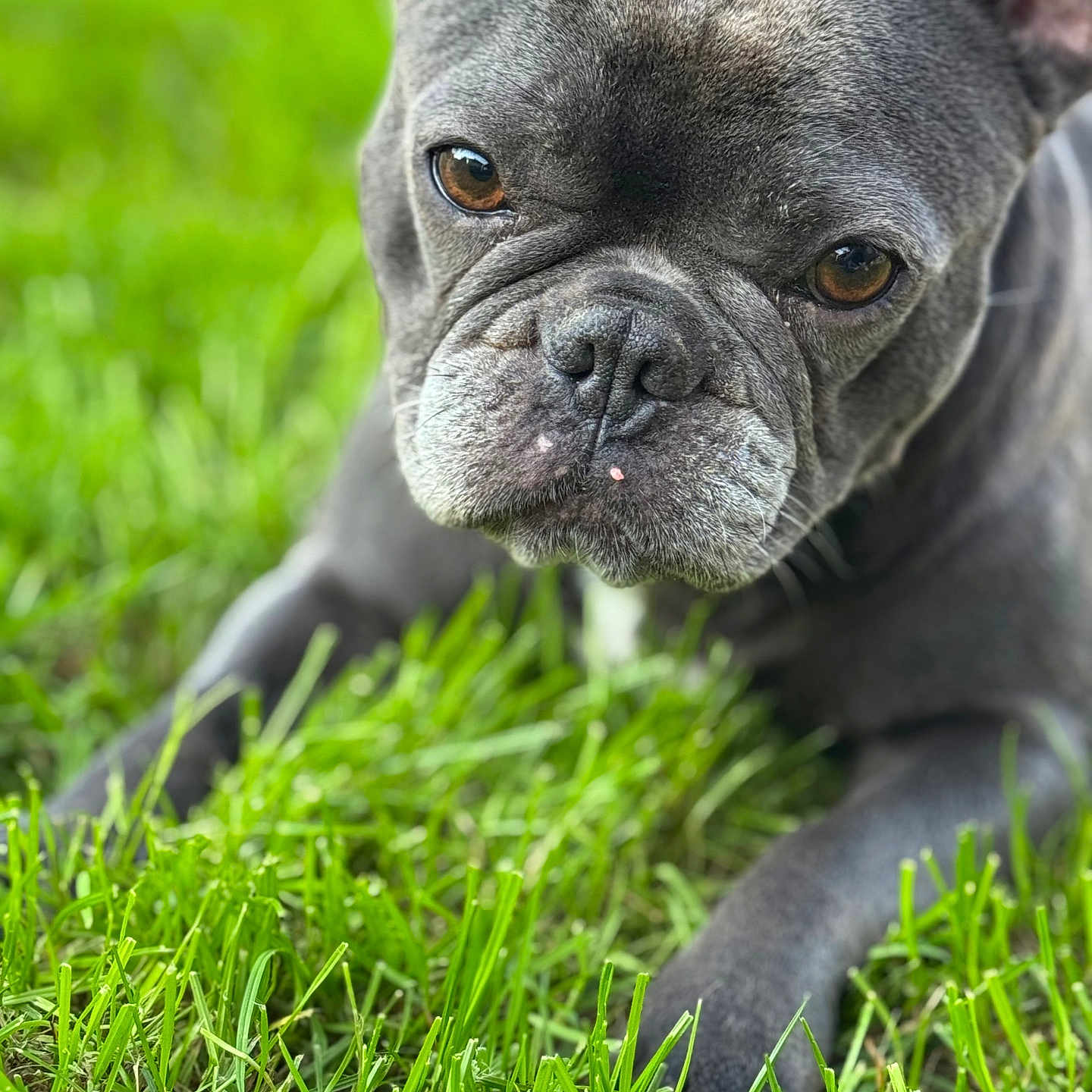 Nawelle participe au concours pour gagner de l'argent avec cette photo : animal, boxer, bulldog, canine, dog, frenchbulldog, grass, pet, pitbull, plant, puppy, snout