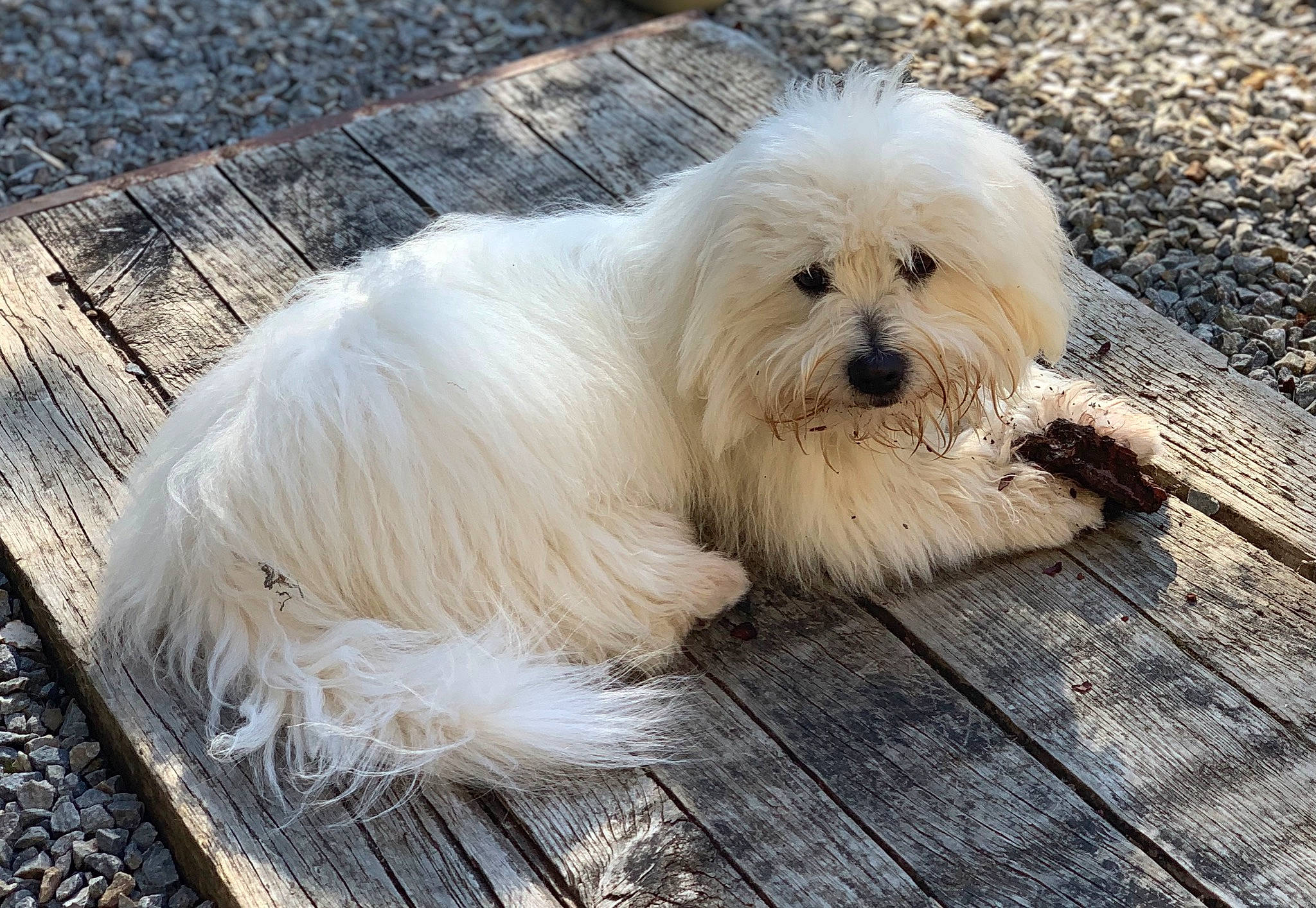 Woogie participe au concours pour gagner de l'argent avec cette photo : canidae, carnivore, companion_dog, dog, dog_breed, fur, hardwood, mal_shi, maltepoo, non_sporting_group, plank, small_terrier, snout, sporting_group, terrier, toy_dog, wood, working_animal