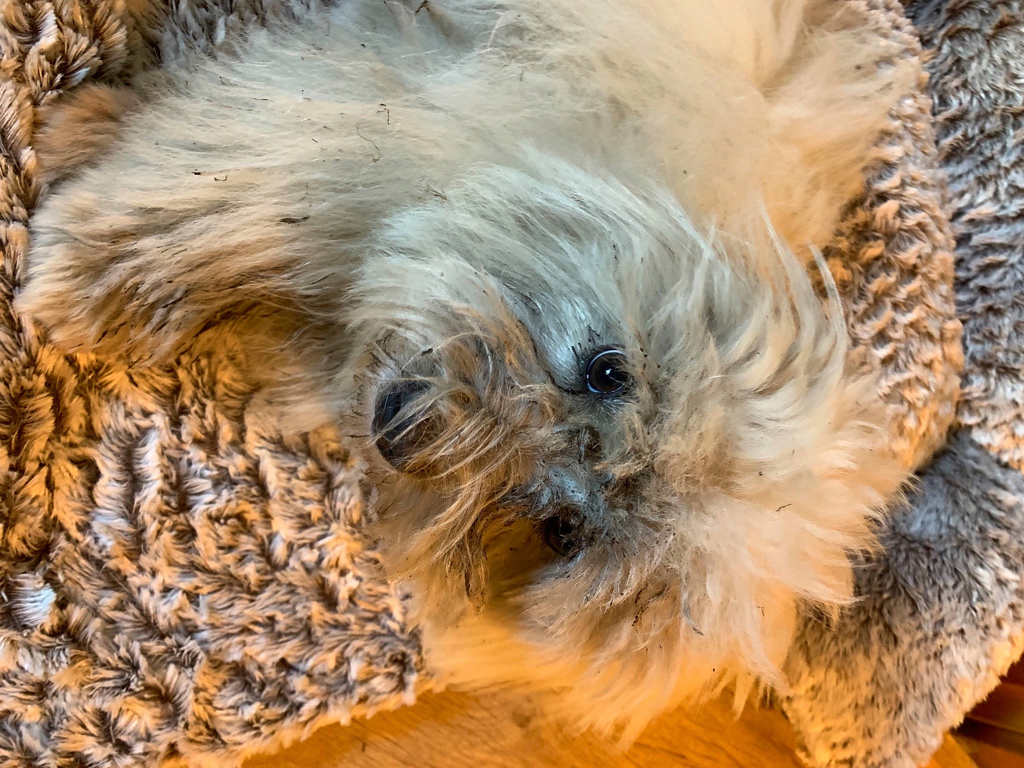 Woogie a rejoint le concours — aidez-le/la à gagner de superbes lots ! canidae, carnivore, companion_dog, dog, dog_breed, fawn, fur, maltepoo, small_terrier, snout, sporting_group, terrier, toy_dog, vertebrate, whiskers, wildlife, wood, yorkipoo