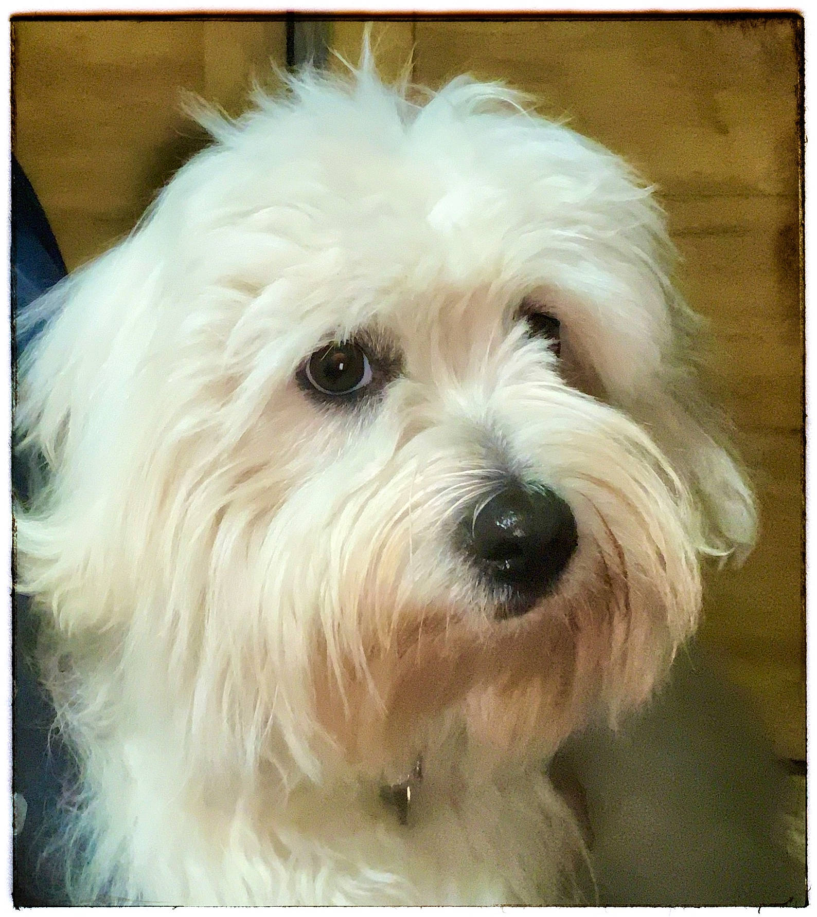 Woogie participe au concours pour gagner de l'argent avec cette photo : biewer_terrier, canidae, carnivore, collar, companion_dog, dog, dog_breed, fur, giant_dog_breed, maltepoo, non_sporting_group, rectangle, small_terrier, snout, sporting_group, terrier, toy_dog, water_dog, working_animal, yorkipoo