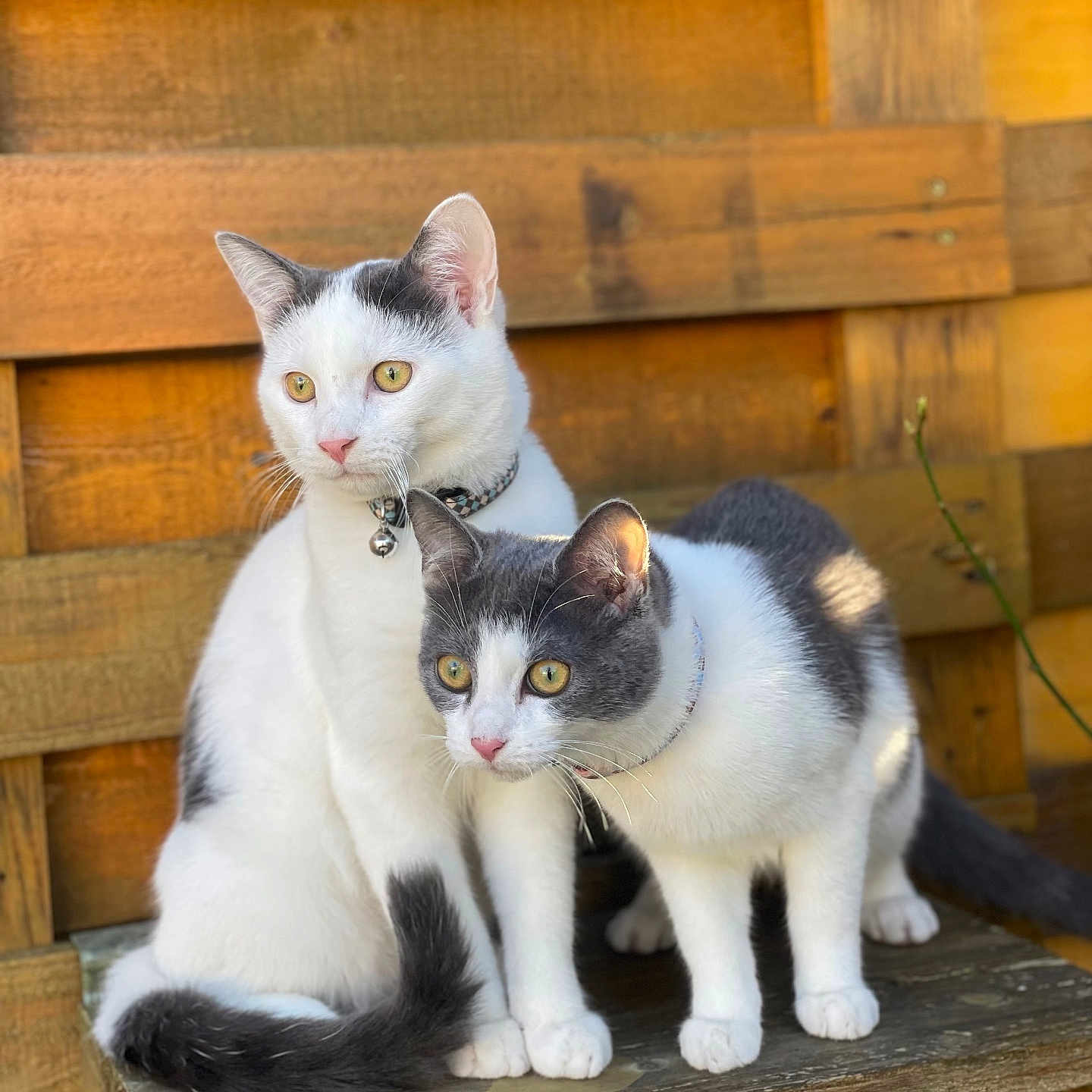 Timon Et Pumba participe au concours pour gagner de l'argent avec cette photo : abyssinian, angora, animal, architecture, building, cat, hardwood, house, housing, kitten, manx, pet, plywood, porch, shelf, siamese, slate, stainedwood, wall, wood