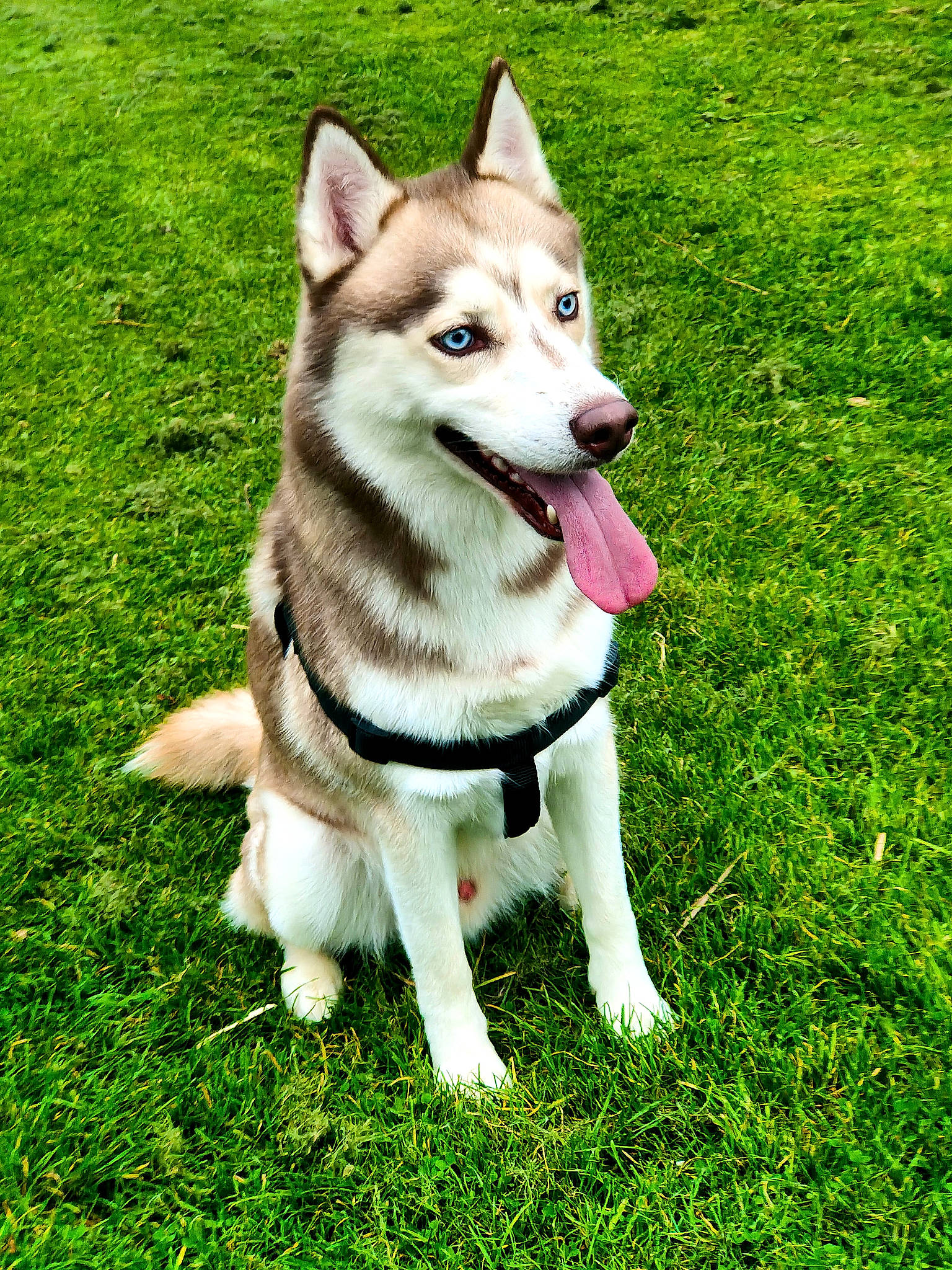 Reggie is registered to the contest to win money with this photo: ancient_dog_breeds, canidae, canis, carnivore, collar, companion_dog, dog, dog_breed, fang, fawn, grass, groundcover, non_sporting_group, pet_supply, siberian_husky, sled_dog, sporting_group, tail, working_animal, working_dog