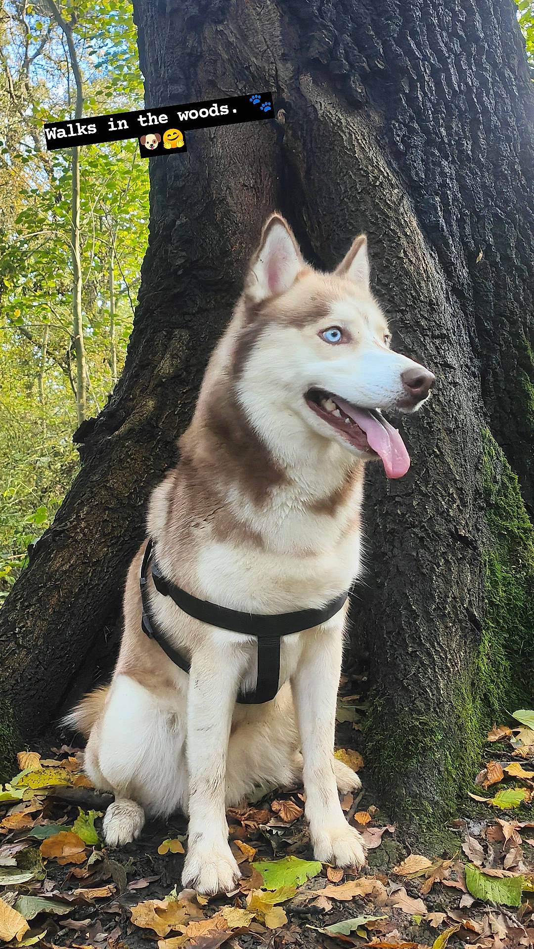 Reggie is registered to the contest to win money with this photo: canidae, canis, carnivore, collar, companion_dog, dog, dog_breed, fashion_accessory, grass, jaw, pet_supply, plant, sled_dog, snout, sporting_group, tail, tree, wolf, working_animal, working_dog