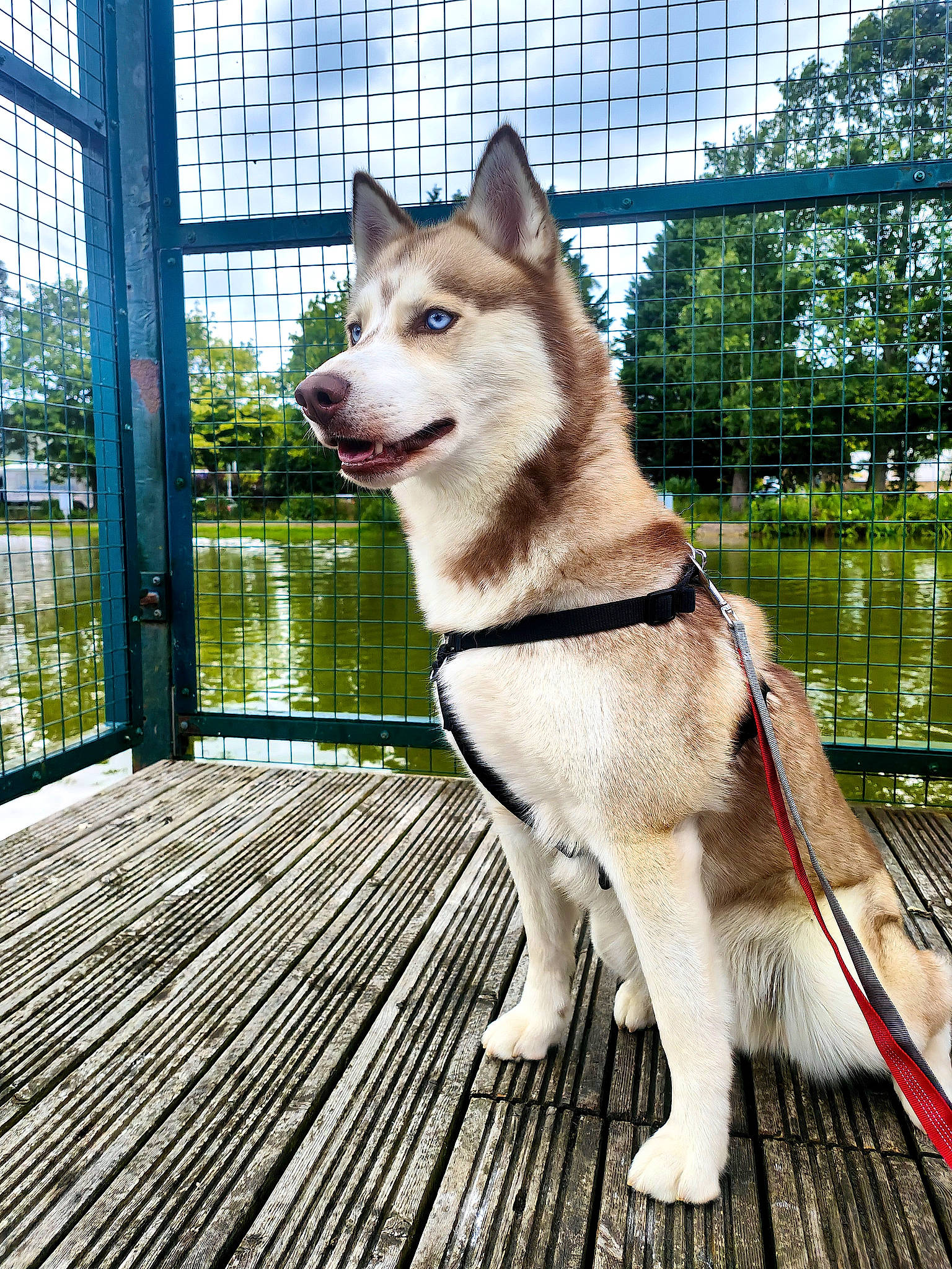 Reggie joined the competition — help win amazing prizes! carnivore, collar, companion_dog, dog, dog_breed, dog_collar, dog_supply, fawn, fence, leash, mesh, pet_supply, plant, sky, sled_dog, snout, tail, tree, wood, working_animal