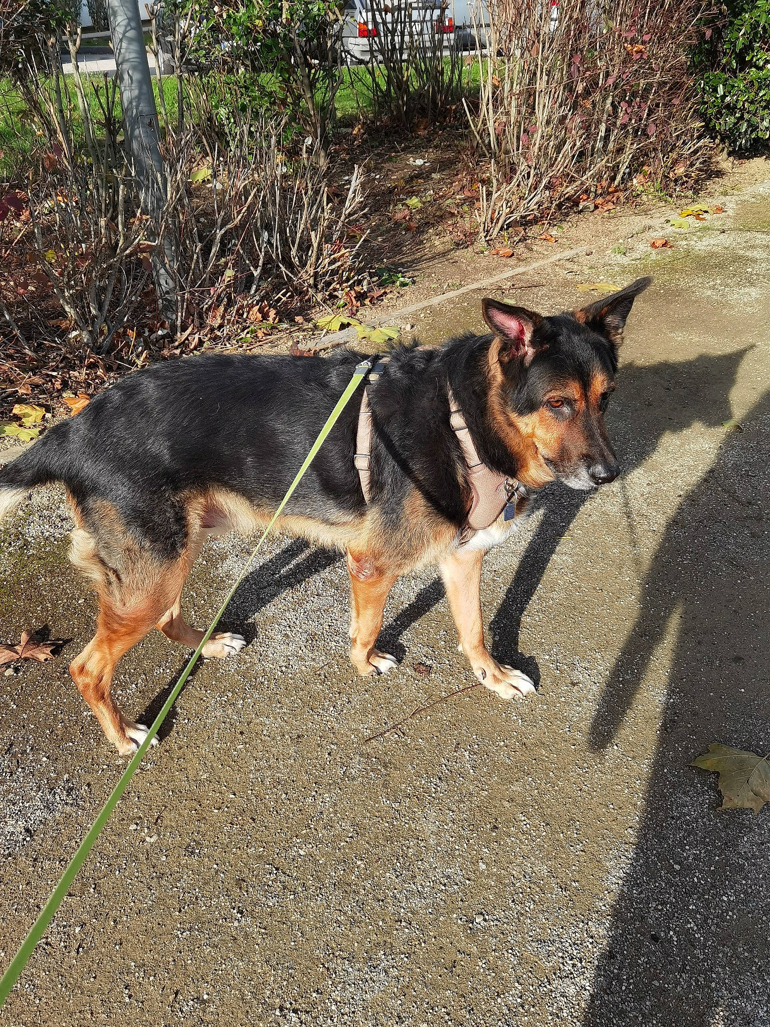 Rex a rejoint le concours — aidez-le/la à gagner de superbes lots ! canidae, carnivore, collar, companion_dog, dog, dog_breed, fur, guard_dog, herding_dog, hunting_dog, mammal, shadow, snout, sporting_group, sunlight, tail, vertebrate, working_animal, working_dog