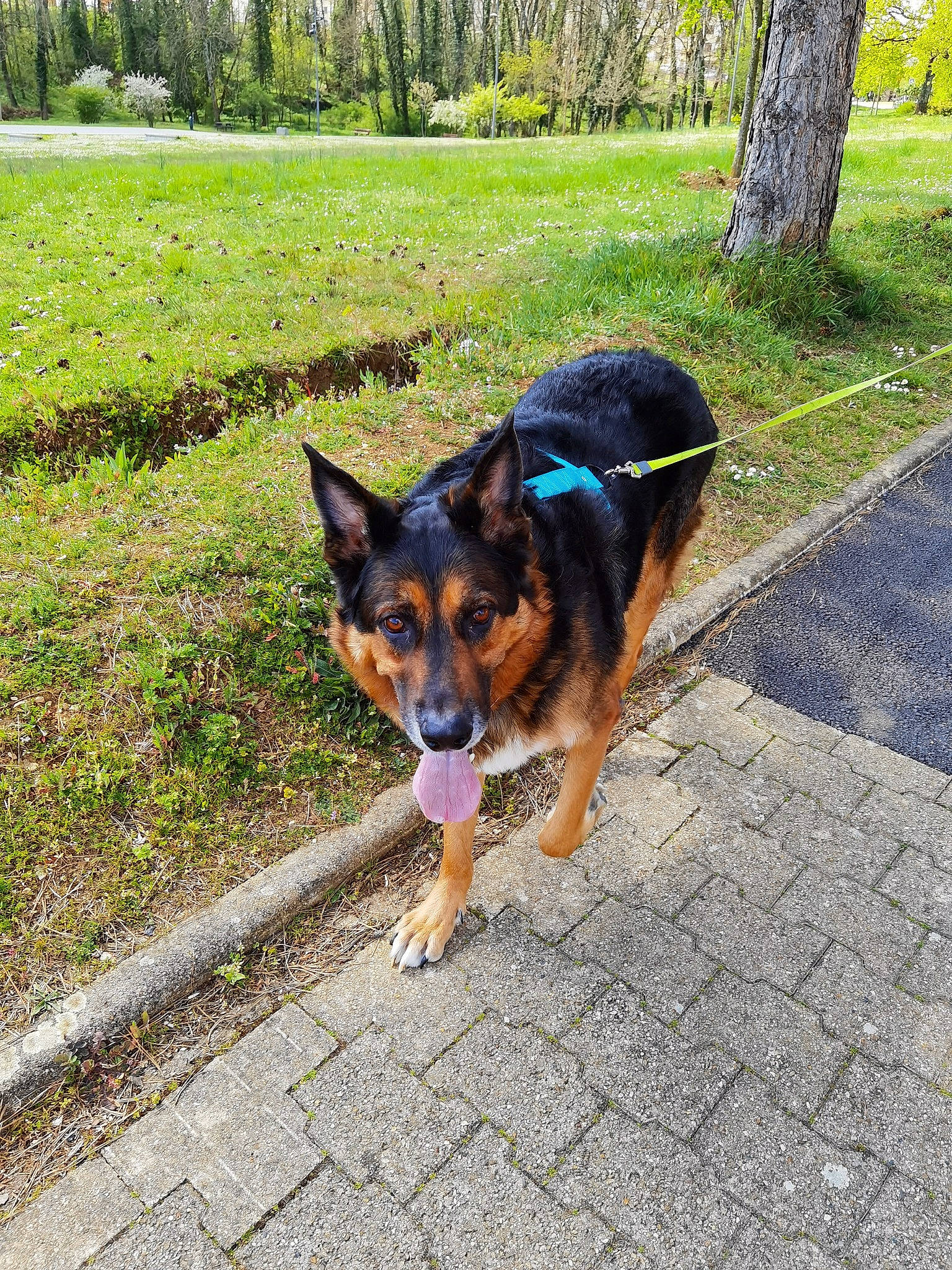 Rex a rejoint le concours — aidez-le/la à gagner de superbes lots ! art, canidae, carnivore, collar, companion_dog, dog, dog_breed, grass, guard_dog, herding_dog, plant, road_surface, snout, sporting_group, tail, tree, working_dog