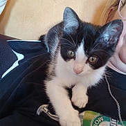 Nala a rejoint le concours — aidez-le/la à gagner de superbes lots ! cat, kitten, black_and_white, tuxedo_cat, animal, pet, feline, close_up, portrait, sitting, lying_down, white_paws, green_clothing, chain, lap, indoor, home, cute, whiskers, ears